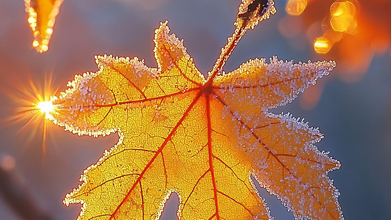 Wallpaper maple leaf, leaf, maple, frost, autumn