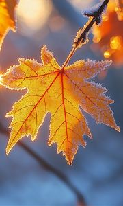 Preview wallpaper maple leaf, leaf, maple, frost, autumn