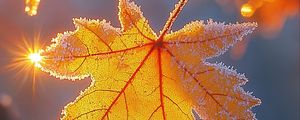 Preview wallpaper maple leaf, leaf, maple, frost, autumn