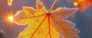 Preview wallpaper maple leaf, leaf, maple, frost, autumn