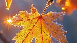 Preview wallpaper maple leaf, leaf, maple, frost, autumn