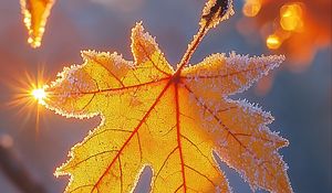 Preview wallpaper maple leaf, leaf, maple, frost, autumn