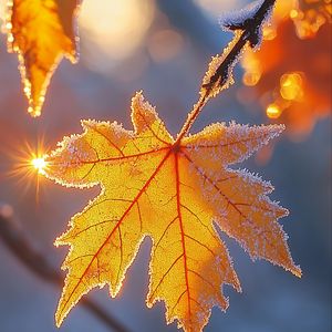 Preview wallpaper maple leaf, leaf, maple, frost, autumn