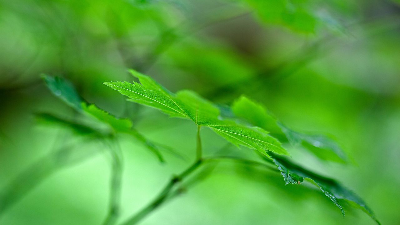 Wallpaper maple leaf, leaf, maple, macro, green, blur