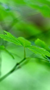 Preview wallpaper maple leaf, leaf, maple, macro, green, blur