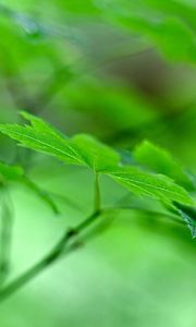 Preview wallpaper maple leaf, leaf, maple, macro, green, blur