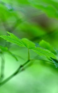 Preview wallpaper maple leaf, leaf, maple, macro, green, blur