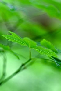 Preview wallpaper maple leaf, leaf, maple, macro, green, blur