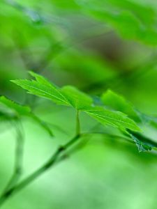 Preview wallpaper maple leaf, leaf, maple, macro, green, blur