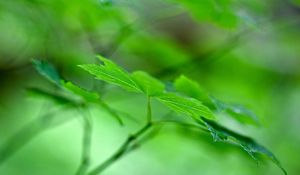 Preview wallpaper maple leaf, leaf, maple, macro, green, blur