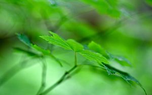 Preview wallpaper maple leaf, leaf, maple, macro, green, blur