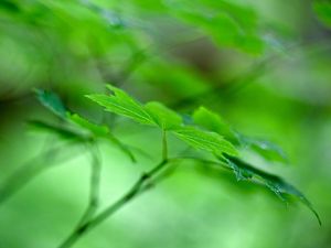 Preview wallpaper maple leaf, leaf, maple, macro, green, blur