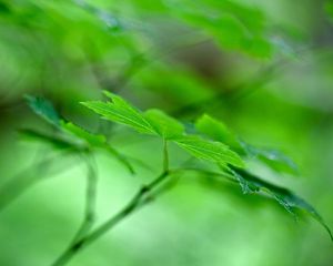 Preview wallpaper maple leaf, leaf, maple, macro, green, blur