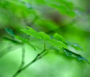 Preview wallpaper maple leaf, leaf, maple, macro, green, blur