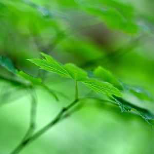 Preview wallpaper maple leaf, leaf, maple, macro, green, blur