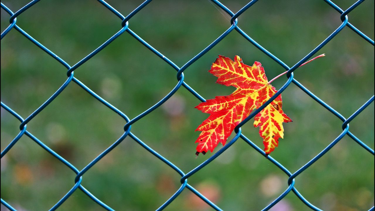 Wallpaper maple leaf, leaf, maple, wire, blur, minimalism