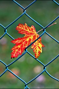 Preview wallpaper maple leaf, leaf, maple, wire, blur, minimalism