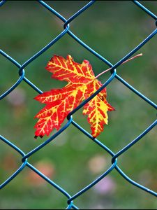 Preview wallpaper maple leaf, leaf, maple, wire, blur, minimalism