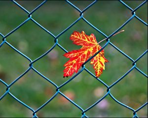 Preview wallpaper maple leaf, leaf, maple, wire, blur, minimalism