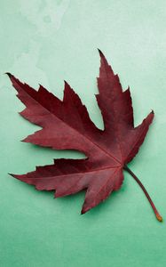 Preview wallpaper maple leaf, leaf, maple, autumn, macro