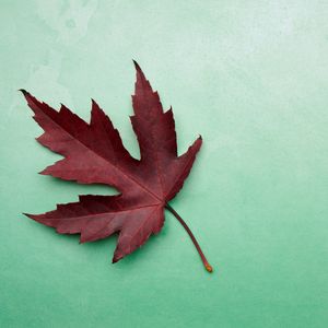 Preview wallpaper maple leaf, leaf, maple, autumn, macro