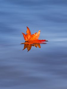 Preview wallpaper maple leaf, leaf, maple, water, autumn, minimalism