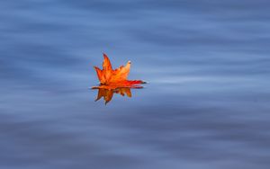 Preview wallpaper maple leaf, leaf, maple, water, autumn, minimalism