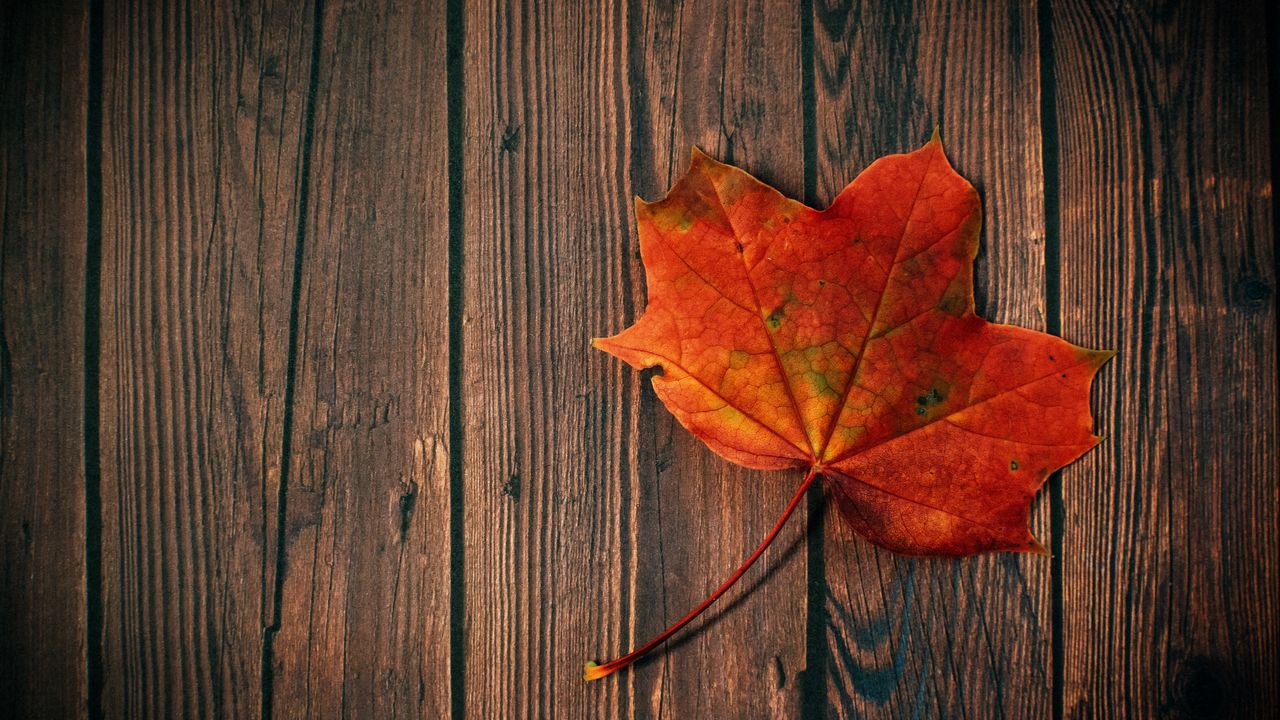 Wallpaper maple leaf, leaf, maple, wood