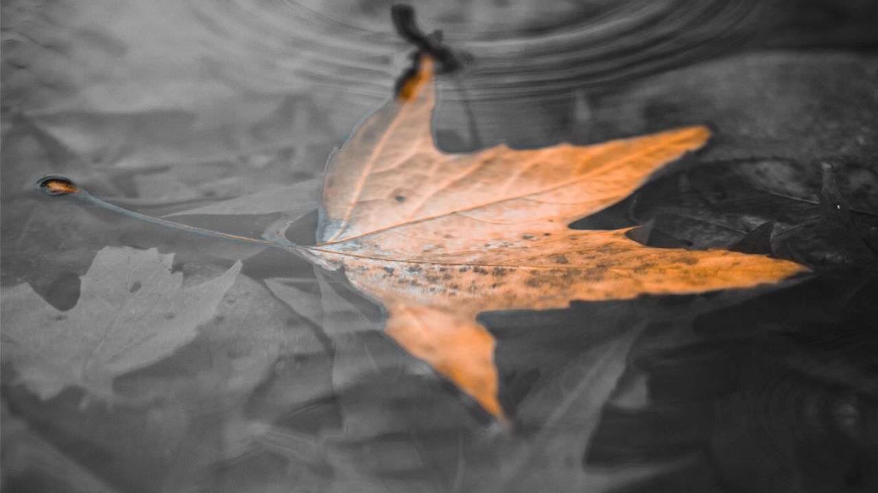Wallpaper maple leaf, leaf, water, macro, bw hd, picture, image