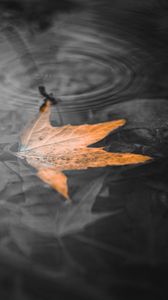 Preview wallpaper maple leaf, leaf, water, macro, bw