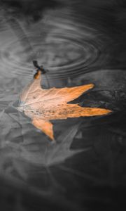 Preview wallpaper maple leaf, leaf, water, macro, bw