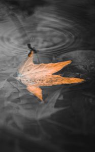 Preview wallpaper maple leaf, leaf, water, macro, bw
