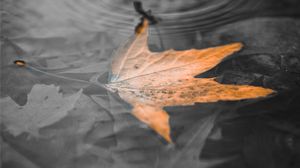 Preview wallpaper maple leaf, leaf, water, macro, bw