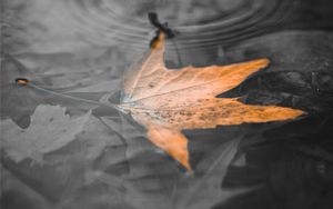 Preview wallpaper maple leaf, leaf, water, macro, bw