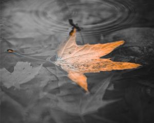 Preview wallpaper maple leaf, leaf, water, macro, bw