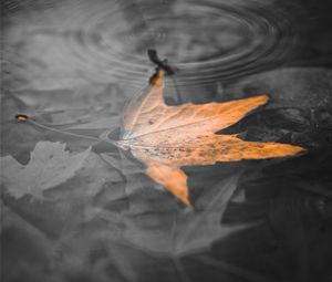 Preview wallpaper maple leaf, leaf, water, macro, bw