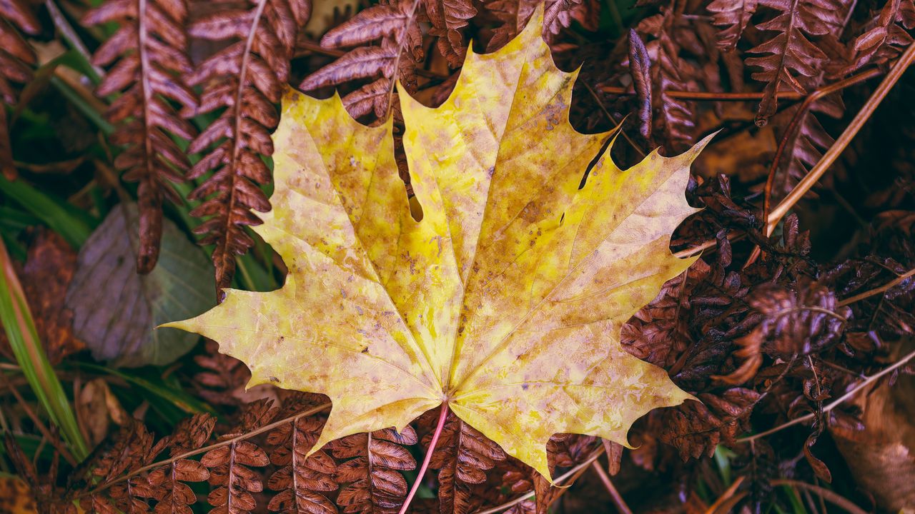 Wallpaper maple leaf, leaves, autumn, macro