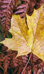 Preview wallpaper maple leaf, leaves, autumn, macro