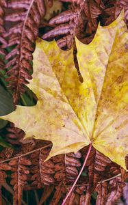 Preview wallpaper maple leaf, leaves, autumn, macro