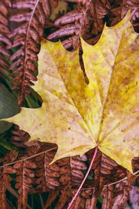 Preview wallpaper maple leaf, leaves, autumn, macro