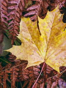 Preview wallpaper maple leaf, leaves, autumn, macro
