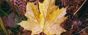 Preview wallpaper maple leaf, leaves, autumn, macro