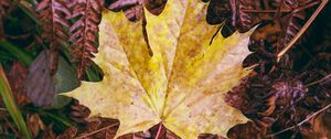 Preview wallpaper maple leaf, leaves, autumn, macro