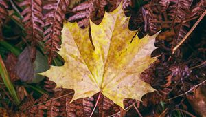 Preview wallpaper maple leaf, leaves, autumn, macro