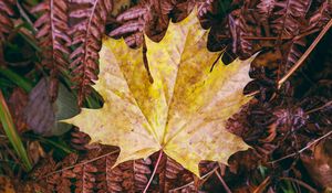 Preview wallpaper maple leaf, leaves, autumn, macro