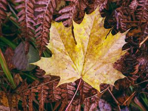 Preview wallpaper maple leaf, leaves, autumn, macro