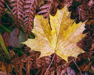 Preview wallpaper maple leaf, leaves, autumn, macro
