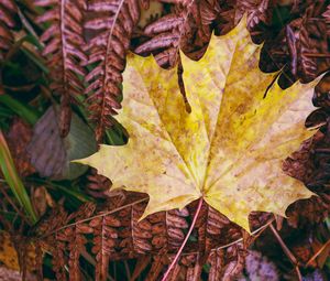 Preview wallpaper maple leaf, leaves, autumn, macro