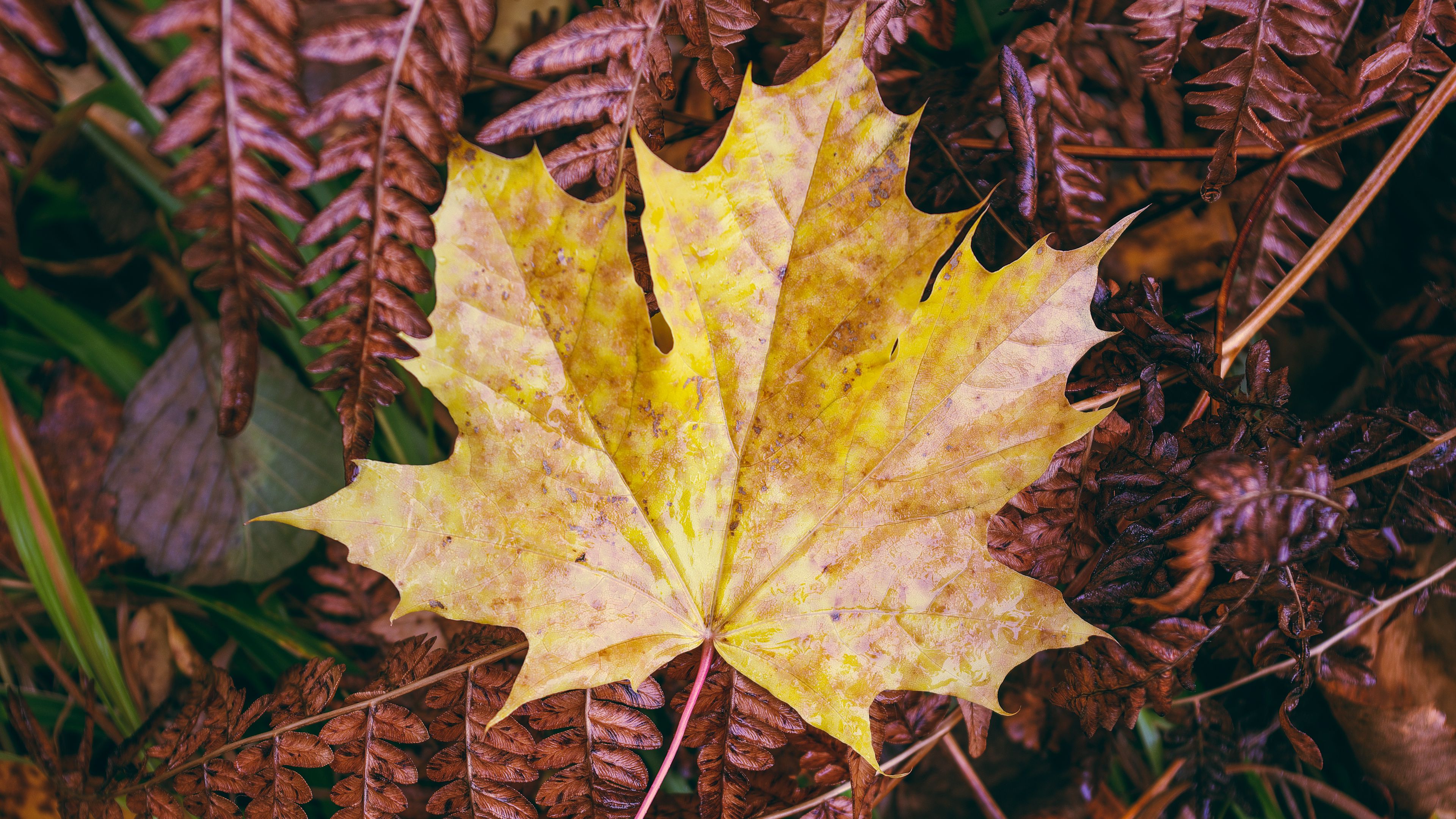 Download wallpaper 3840x2160 maple leaf, leaves, autumn, macro 4k uhd
