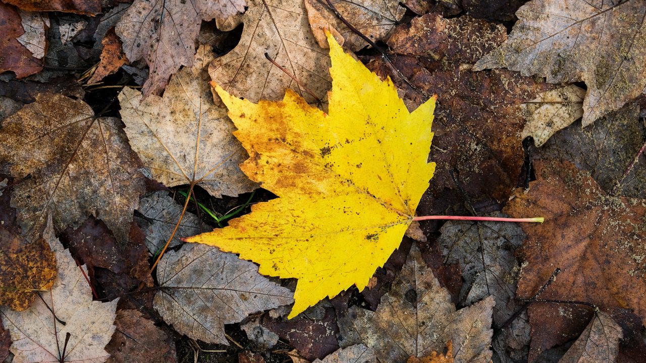 Wallpaper maple leaf, leaves, fallen leaves, autumn, macro